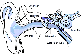 Diagram of the ear showing outer ear, ear canal, eardrum, middle ear, eustachian tube, and inner ear.